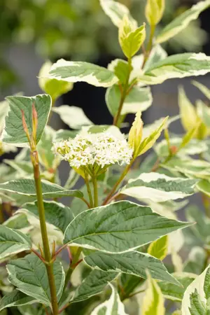Cornus alba 'Sibirica Variegata' - 80-100 CM C10 - image 5