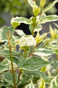 Cornus alba 'Sibirica Variegata' - 50-60 CM C7.5 - image 5
