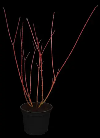 Cornus alba 'Sibirica Variegata' - 60-80 CM C6.5 - image 1