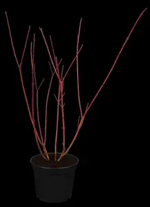 Cornus alba 'Sibirica Variegata' - 80-100 CM C10 - image 5