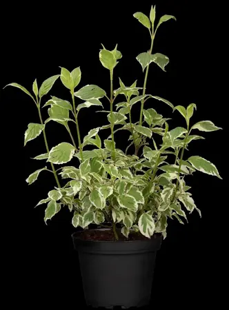 Cornus alba 'Sibirica Variegata' - 1.5 Ltr pot - image 4