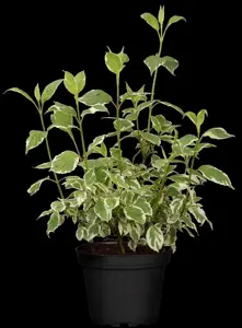 Cornus alba 'Sibirica Variegata' - 80-100 CM C20 - image 4