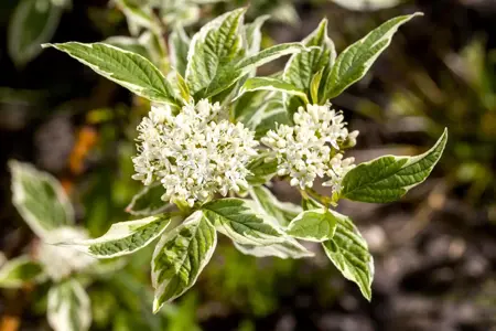 Cornus alba 'Sibirica Variegata' - 60-80 CM C6.5 - image 2