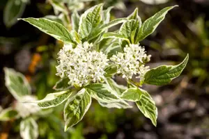 Cornus alba 'Sibirica Variegata' - 80-100 CM C10 - image 2