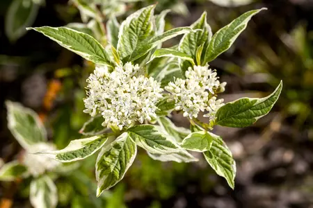 Cornus alba 'Sibirica Variegata' - 50-60 CM C7.5 - image 2