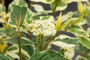 Cornus alba 'Sibirica Variegata' - 20-25 CM P9 - image 4