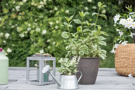 Cornus alba 'Sibirica Variegata' - 50-60 CM C6.5 - image 2