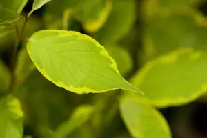 Cornus alba 'Spaethii'