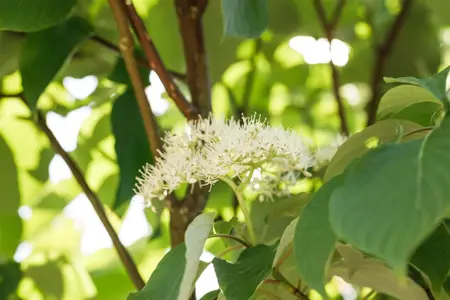 Cornus alternifolia - 50-60 CM C5
