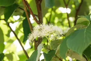 Cornus alternifolia
