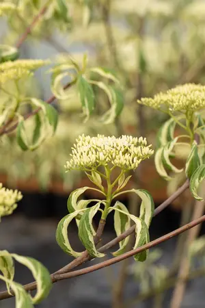 Cornus alternifolia 'Argentea' - 150-175 CM C70 - image 3