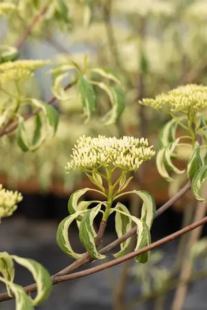 Cornus alternifolia 'Argentea' - 80-100 CM RB - image 3