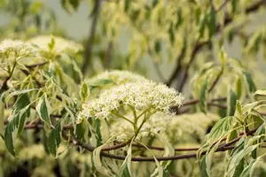 Cornus alternifolia 'Argentea'