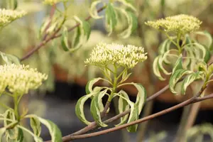 Cornus alternifolia 'Argentea' - SOLITAIR 175-200 CM C60 - image 2