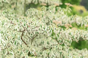Cornus alternifolia 'Argentea' - 150-175 CM C70 - image 4