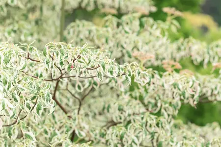 Cornus alternifolia 'Argentea' - 175-200 CM C50 - image 4