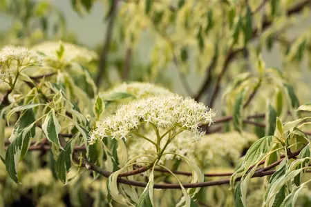 Cornus alternifolia 'Argentea' - 80-100 CM RB - image 1