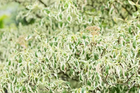 Cornus alternifolia 'Argentea' - 100-125 CM RB - image 5