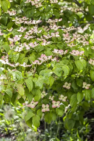 Cornus 'Blooming Pink Tetra' - 50-60 CM C4