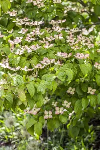 Cornus 'Blooming Pink Tetra' - 50-60 CM C4