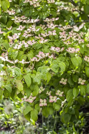 Cornus 'Blooming Pink Tetra' - 60-80 CM C4
