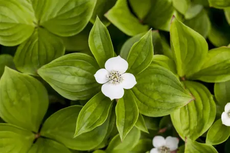 Cornus canadensis - 1.5 Ltr pot - image 1