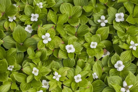 Cornus canadensis - 1.5 Ltr pot - image 2