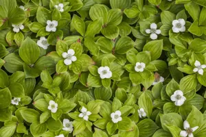 Cornus canadensis - 1.5 Ltr pot - image 2