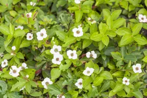 Cornus canadensis - 1.5 Ltr pot - image 5