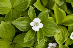 Cornus canadensis - 2 Ltr pot - image 5