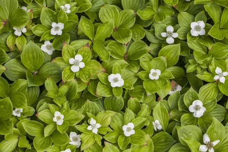 Cornus canadensis - 20-25 CM C1.5 - image 2