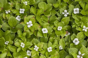 Cornus canadensis - 20-25 CM C1.5 - image 2