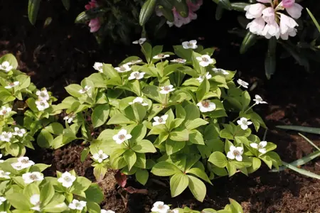 Cornus canadensis - 1.5 Ltr pot - image 3