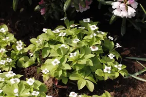 Cornus canadensis - 1.5 Ltr pot - image 3