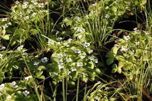 Cornus canadensis - 1.5 Ltr pot - image 4