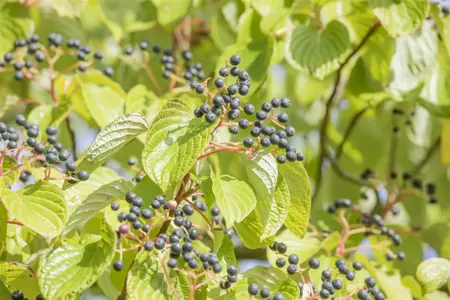 Cornus controversa - 100-125 CM C12 - image 3