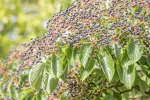 Cornus controversa - 125-150 CM RB - image 5