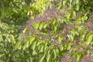 Cornus controversa - MULTISTEM 150-175 CM RB - image 4
