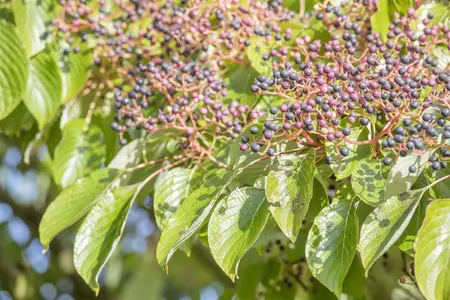 Cornus controversa - STD 16-18 CM CONT    - image 2