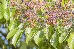 Cornus controversa - MULTISTEM 350-400 CM CONT - image 2