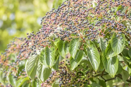 Cornus controversa - MULTISTEM 350-400 CM CONT - image 5