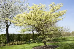 Cornus controversa 'Variegata' - 30-40 CM C4 - image 3