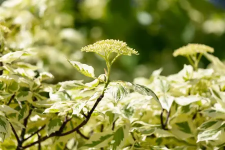Cornus controversa 'Variegata' - 30-40 CM C4 - image 4