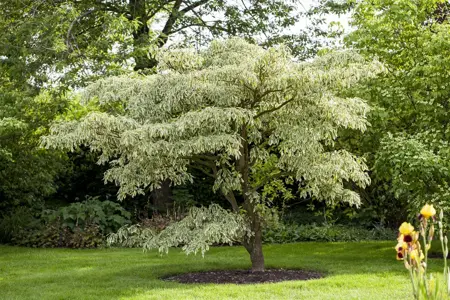 Cornus controversa 'Variegata' - 100-125 CM C10 - image 1