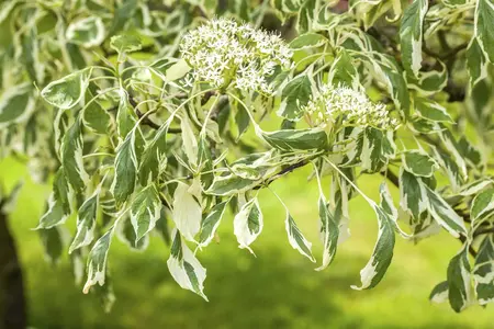 Cornus controversa 'Variegata' - 2 Ltr pot - image 2