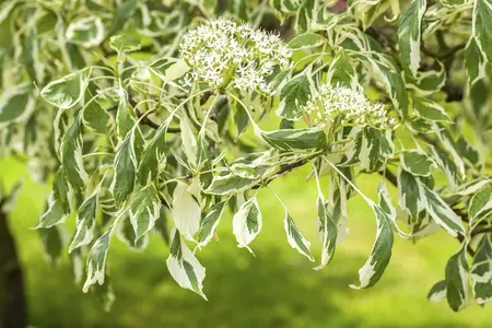 Cornus controversa 'Variegata' - 175-200 CM C65 - image 2