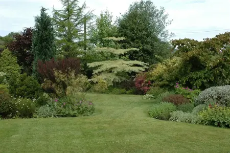 Cornus controversa 'Variegata' - 150-175cm cont.80L - image 5