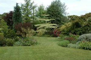 Cornus controversa 'Variegata' - 150-175cm cont.80L - image 5
