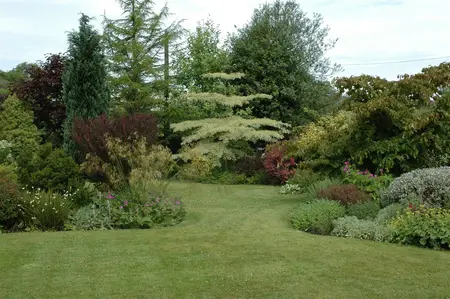 Cornus controversa 'Variegata' - 120-140 CM C25 - image 5