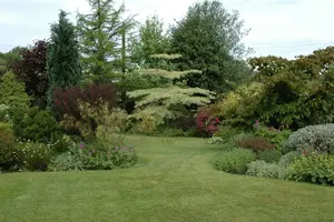 Cornus controversa 'Variegata' - 175-200 CM C65 - image 5